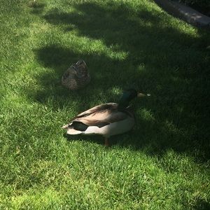 Meet your Posher, Cynthia